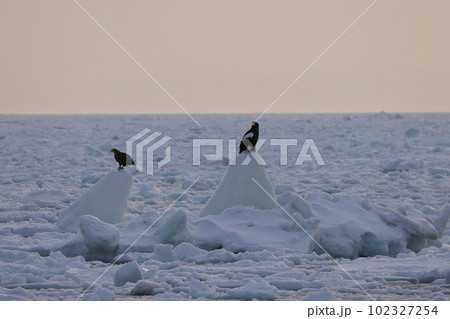 流氷に乗るオオワシ 102327254