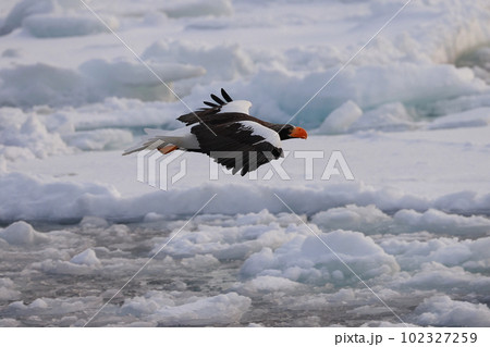流氷に乗るオオワシ 102327259