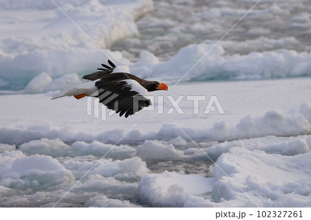 流氷に乗るオオワシ 102327261