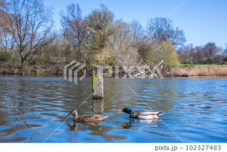 ケンジントン・ガーデンズの池を優雅に泳ぐ2匹の鴨 ケンジントン・ガーデンズの池を優雅に泳ぐ2匹の鴨 102327483