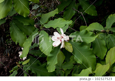 初夏に咲くの朴の木の花 102327523