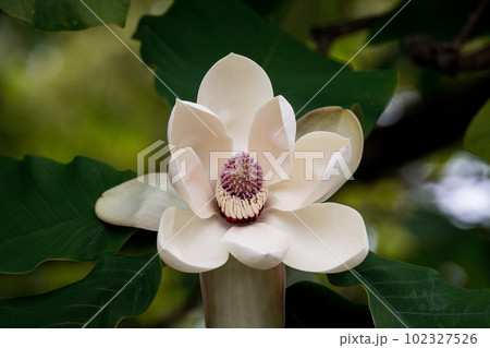 初夏に咲くの朴の木の花 初夏に咲くの朴の木の花 102327526