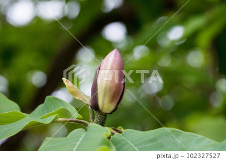 初夏に咲くの朴の木の花 初夏に咲くの朴の木の花 102327527