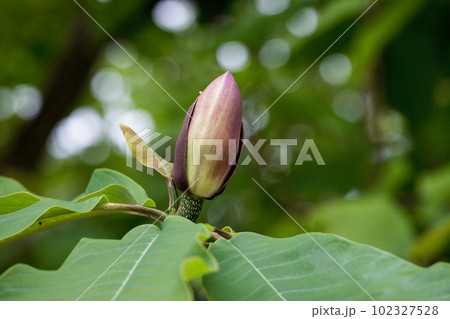 初夏に咲くの朴の木の花 102327528