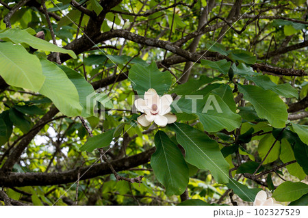 初夏に咲くの朴の木の花 102327529