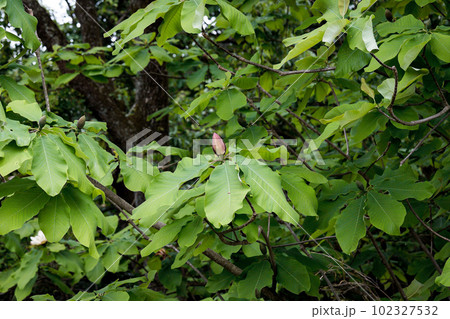 初夏に咲くの朴の木の花 102327532