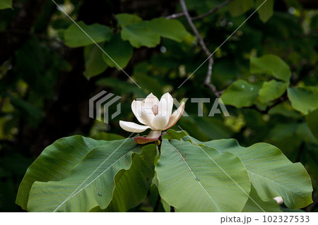 初夏に咲くの朴の木の花 初夏に咲くの朴の木の花 102327533
