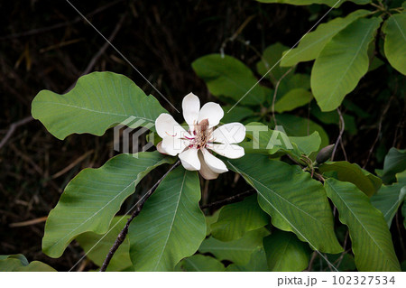 初夏に咲くの朴の木の花 102327534