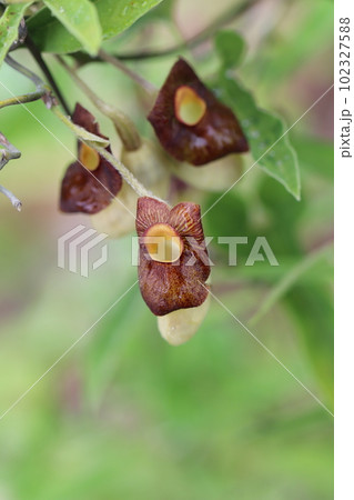 おもしろい姿の花　アリマウマノスズクサ 102327588