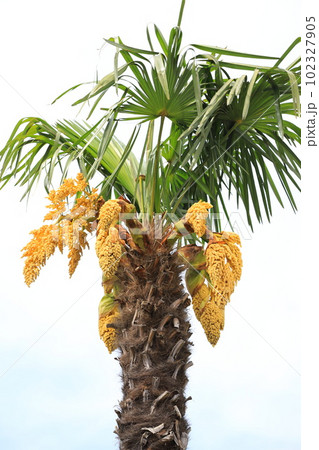 シュロの雄花 102327905