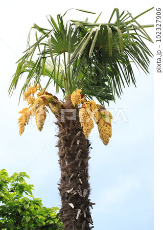 シュロの雄花 102327906