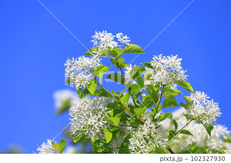 なんじゃもんじゃの花（ヒトツバタゴ） 102327930