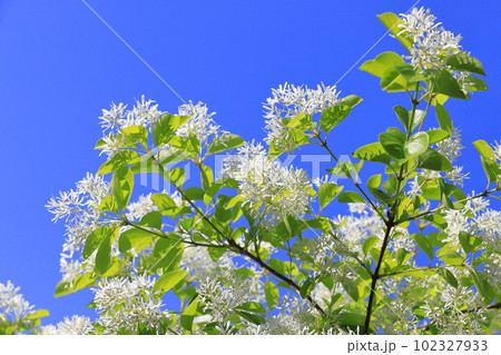 なんじゃもんじゃの花（ヒトツバタゴ） 102327933