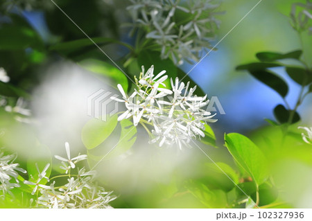 なんじゃもんじゃの花（ヒトツバタゴ） 102327936