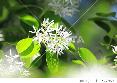 なんじゃもんじゃの花（ヒトツバタゴ） 102327937