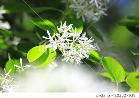 なんじゃもんじゃの花（ヒトツバタゴ） 102327939