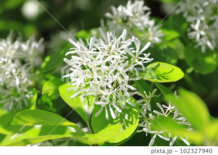 なんじゃもんじゃの花（ヒトツバタゴ） 102327940