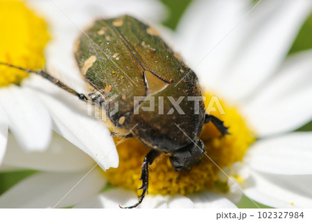 白花デイジーの花粉を食べる大食漢の甲虫「コアオハナムグリ」（マクロレンズ使用・アウトドア接写写真） 102327984