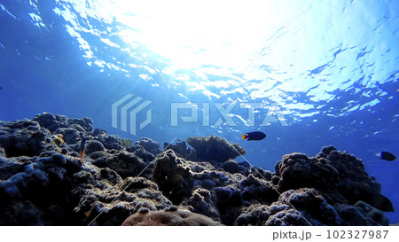 沖縄　阿嘉島のニシハマビーチ　水中写真 102327987