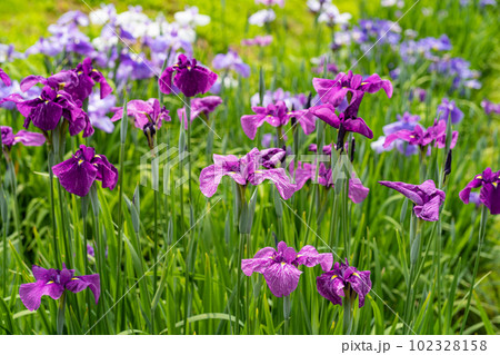 紫色の花菖蒲 紫色の花菖蒲 102328158
