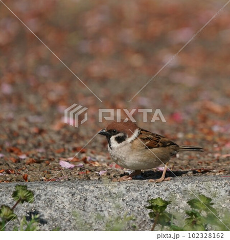 春の道ばたで見かけるスズメ 102328162