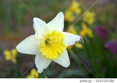 ラッパスイセン ラッパスイセン 102328190