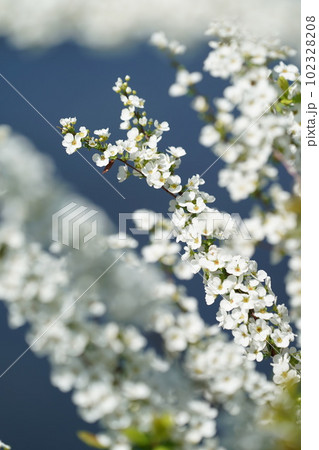 真っ白なユキヤナギの花 102328208
