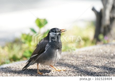 春の公園でエサを探すムクドリ 春の公園でエサを探すムクドリ 102328404