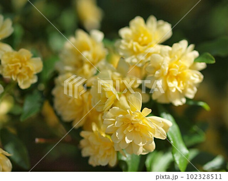 モッコウバラの花のアップ モッコウバラの花のアップ 102328511