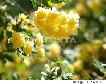 モッコウバラの花のアップ モッコウバラの花のアップ 102328512
