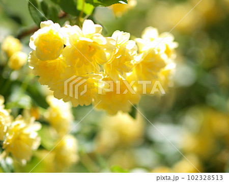 モッコウバラの花のアップ モッコウバラの花のアップ 102328513