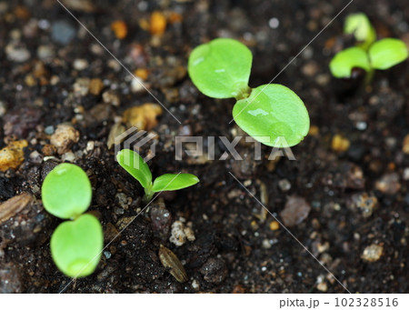 ほうせんかの芽生え 102328516
