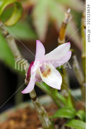 淡いベビーピンク色の石斛（セッコク）盆栽仕立ての花アップ（マクロレンズ使用・アウトドア接写写真） 102328634