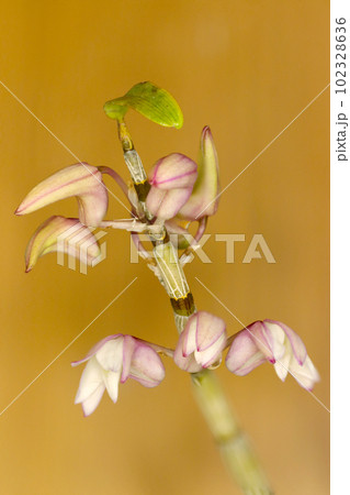 淡いベビーピンク色の石斛（セッコク）咲き始めの花たち（マクロレンズ使用・茶色背景・接写写真） 102328636