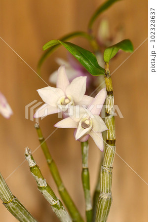 淡いベビーピンク色の石斛（セッコク）盆栽仕立ての花（マクロレンズ使用・茶色背景・接写写真） 102328637