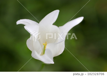 白いチューリップの花、濃緑色の背景（マクロレンズ使用・アウトドア接写写真） 102328706