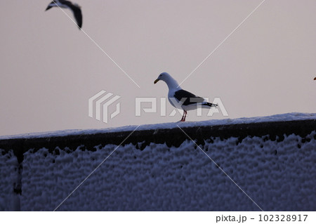 羅臼漁港の堤防に止まる野鳥 102328917