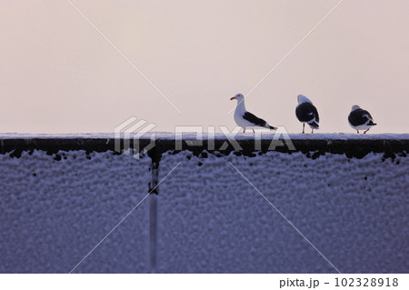 羅臼漁港の堤防に止まる野鳥 102328918
