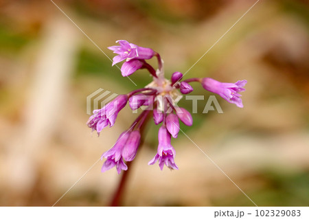 春の野に咲くルリフタモジのかわいい赤紫の花(マクロレンズ使用・アウトドア接写写真) 春の野に咲くルリフタモジのかわいい赤紫の花(マクロレンズ使用・アウトドア接写写真) 102329083