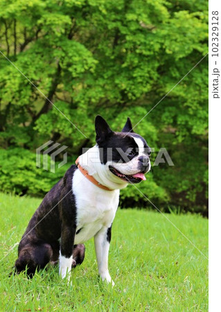 綺麗な新緑の前で芝生に座って可愛く見つめるボストンテリアのマイティ君♡ 102329128