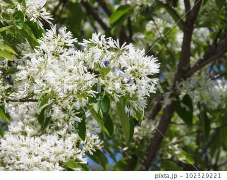 満開の「ナンジャモンジャ」の花 満開の「ナンジャモンジャ」の花 102329221