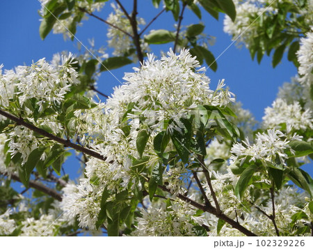 満開の「ナンジャモンジャ」の花 満開の「ナンジャモンジャ」の花 102329226