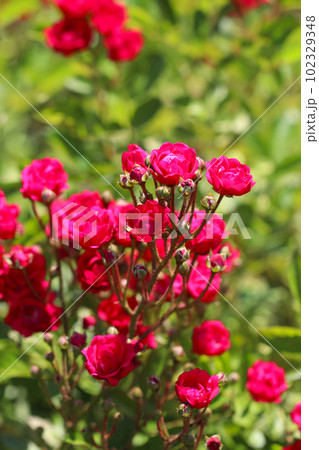 燃えるような赤紅色のバラ「ポリアンサ・グロリア ムンディ」花群(マクロレンズ使用屋外写真) 燃えるような赤紅色のバラ「ポリアンサ・グロリア ムンディ」花群(マクロレンズ使用屋外写真) 102329348