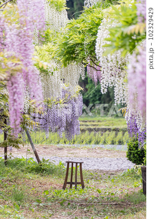 十ノ瀬藤の郷 102329429