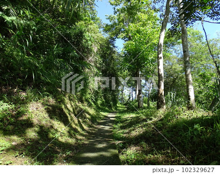 イフガオ州バナウエ町ポイタン村の棚田風景（農道） 102329627