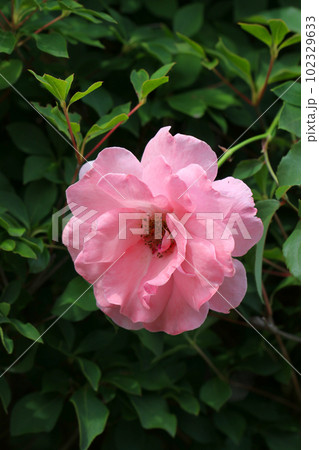 ピンクのバラ花、ロサ・キネンシス（チャイナローズ・マクロレンズ使用・アウトドア接写写真） 102329633