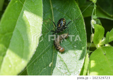 イモムシを捕食するシマサシガメ幼虫 102329723