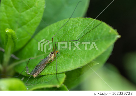 キイロホソガガンボ 102329728