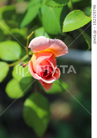ピンクのコウシンバラの蕾、ロサ・キネンシス(チャイナローズ・マクロレンズ使用・アウトドア接写写真) ピンクのコウシンバラの蕾、ロサ・キネンシス(チャイナローズ・マクロレンズ使用・アウトドア接写写真) 102329746