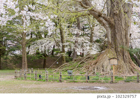 弘前城春 満開の桜と芽吹き始めた根上り銀杏 青森県 弘前城春 満開の桜と芽吹き始めた根上り銀杏 青森県 102329757